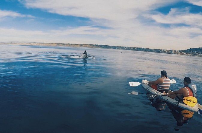2 Hour Whale Watching Kayak Tour for Two - The 2-mile west paddle: how the tour really flows