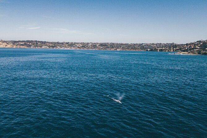 2 Hour Whale Watching Kayak Tour for Two - How the value stacks up at $119 for a group of two