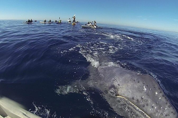 2 Hour Whale Watching Kayak Tour for Two - Who should book this kayak whale watch—and who should skip it