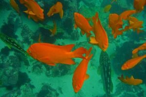All Day Snorkel Package with Wetsuit Rental - Gear and wetsuit rental: comfort beats “good enough”
