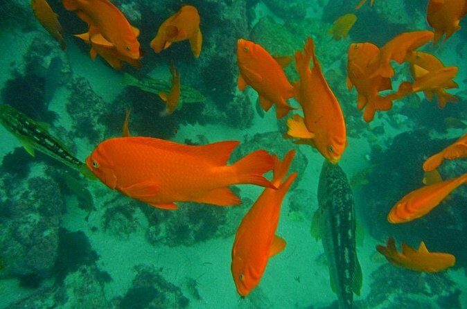 All Day Snorkel Package with Wetsuit Rental - VR video tours: how navigation helps in La Jolla
