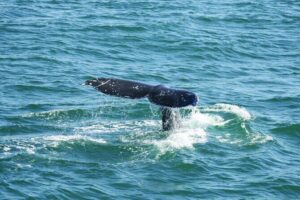 City Cruises San Diego: Whale and Dolphin Watching Adventure - What you’re hunting for: the gray whale migration (and why the timing works)