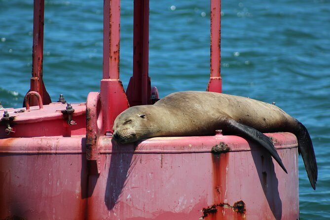 Daytime Sailing Along San Diego's Skyline - What you’ll see: dolphins, sea lions, naval ships, and Midway