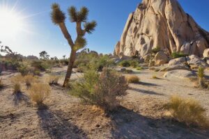 Joshua Tree NP Tour from San Diego (Private) - Entering Joshua Tree: driving through the park and why it’s worth it