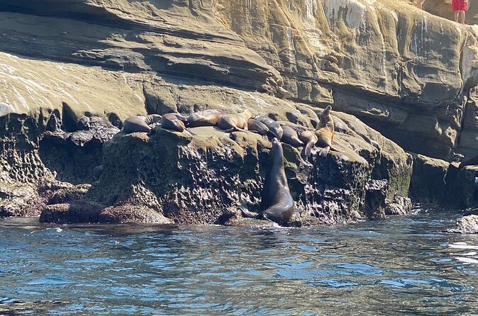 La Jolla Sea Caves Kayak Tour (Single Kayak) - The sea caves part: what you should plan for when conditions turn rough