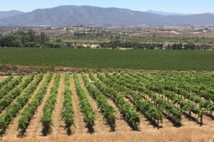 Luxury Private Wine Tasting Tour to Guadalupe Valley from San Diego - What you’re really paying for: $269 per person