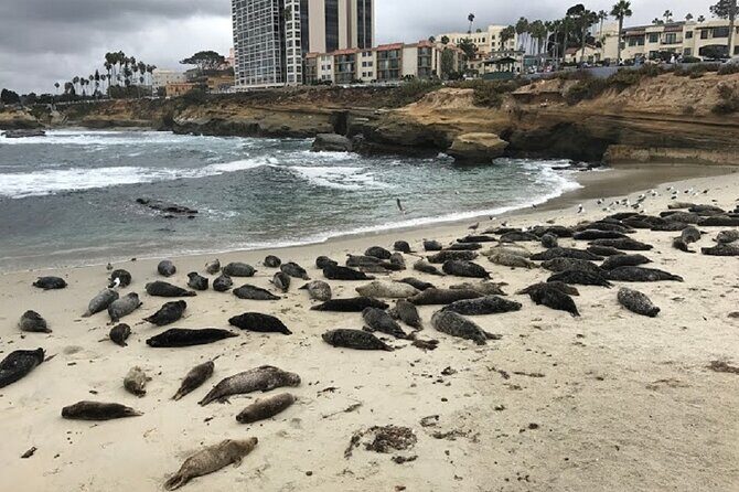 Private Segway Experience Through La Jolla - Key things to know before you go