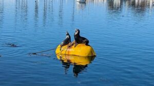 San Diego: 3 Hour Whale Watching Cruise - The onboard wildlife education: practical, not preachy