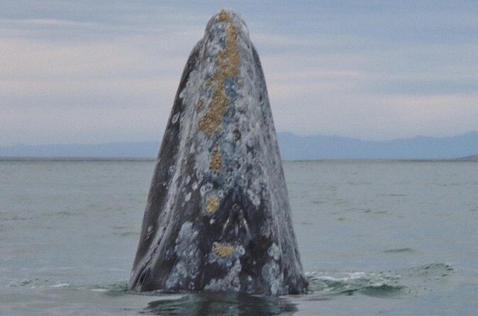 San Diego: 3 Hour Whale Watching Cruise - Who This Cruise Fits Best (and Who Should Adjust Expectations)