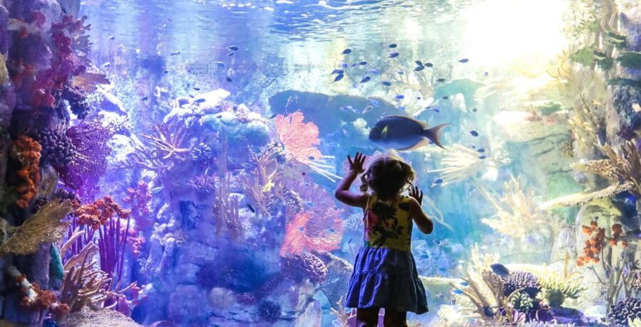 San Diego Explorer Pass: Save up to 50% on 45+ Attractions - Aquarium and museum day: Birch, Air and Space, and Fleet Science