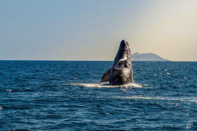 San Diego Half-Day Marine Wildlife Tour with Lunch - Key things that make this tour worth your time