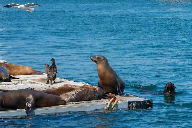 San Diego Seal Tour - The narration is the main ingredient: guide energy helps a lot