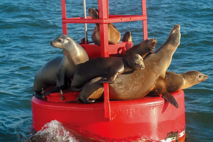 San Diego: Whale and Dolphin Watching Cruise - The wildlife checklist: whales, dolphins, seals, and birds