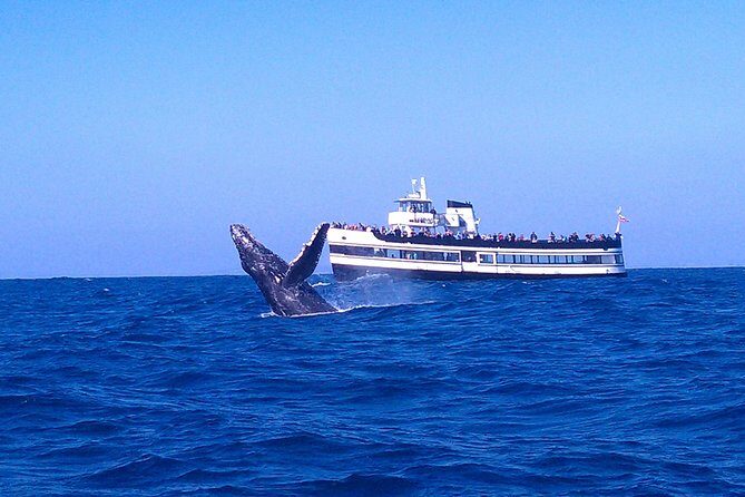San Diego Whale Watching Cruise - Key highlights for your watch list