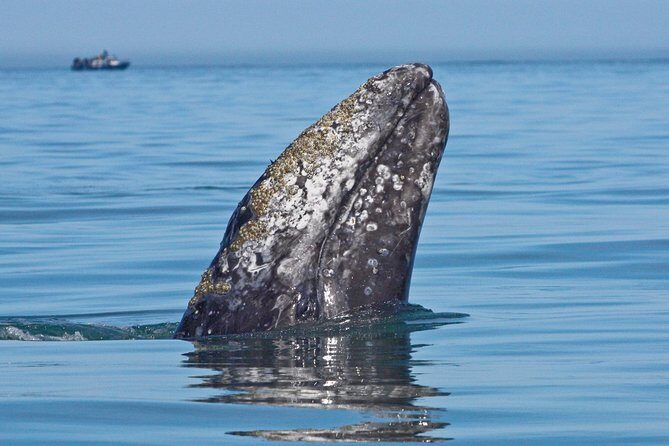 San Diego Whale Watching Cruise - Price and timing: what $54 buys you in real-world value