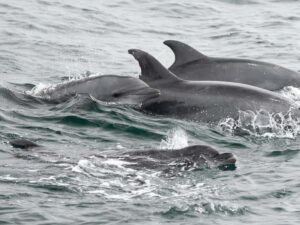 San Diego: Whale Watching Cruise - Your marine biologist onboard: what the narration does for you