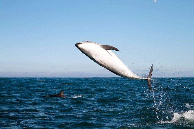 San Diego Whale Watching Cruise - On the water: how the guide helps you spot gray whales