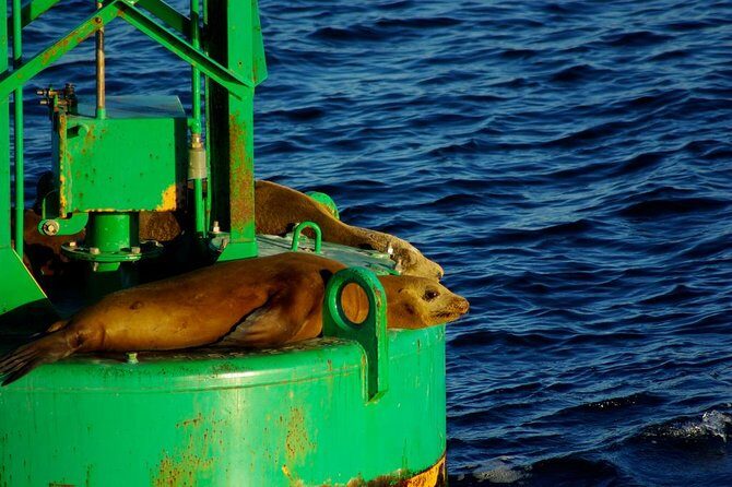 San Diego Whale Watching Cruise - What you might see besides whales (and why that still counts)
