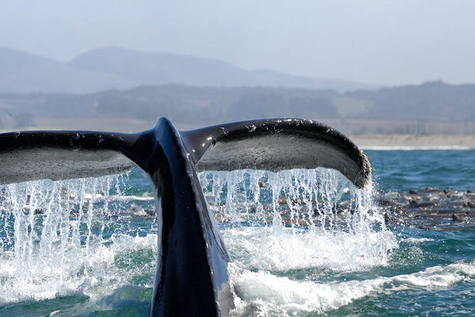 San Diego Whale Watching Cruise - Morning vs afternoon departures: same odds, different mood
