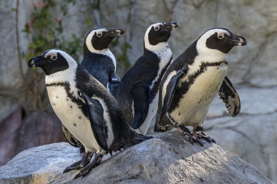 San Diego Zoo: 1-Day Admission Ticket - Food, shade, and walking strategy in a 100-acre park