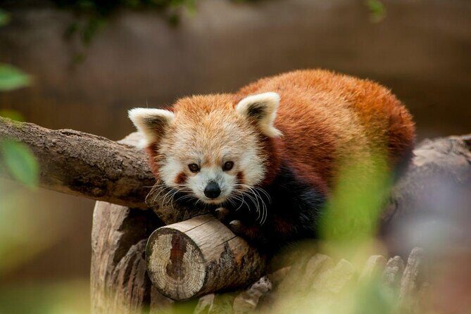 San Diego Zoo 1-Day Pass: Any Day Ticket - Mobile scan and straight-in entry: no Will Call detour