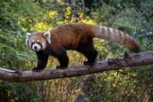 San Diego Zoo and Safari Park 2-Day Entry Ticket - How to pace your 2 days without feeling rushed