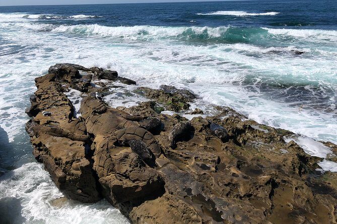 The La Jolla Tour - The Children’s Pool: a sea-wall that changed everything