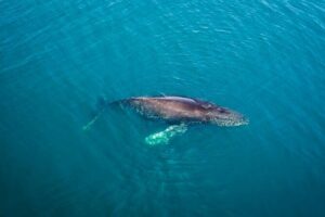 Whale and Dolphin Watching in San Diego Speedboat Tour - Dolphin Encounters Are the Real Crowd-Pleaser